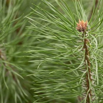 Pinus sylvestris 'Norske Typ'