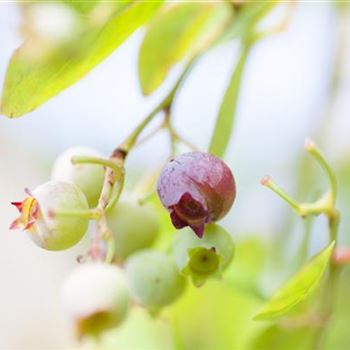 Vaccinium vitis-idaea 'Koralle'