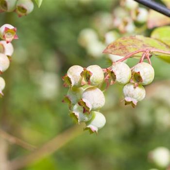 Vaccinium vitis-idaea