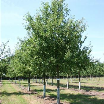APFEL_Sol_baum_5xv_STU35-40_Kr_br200-300_OH_DI191_13_07_06_12430.jpg