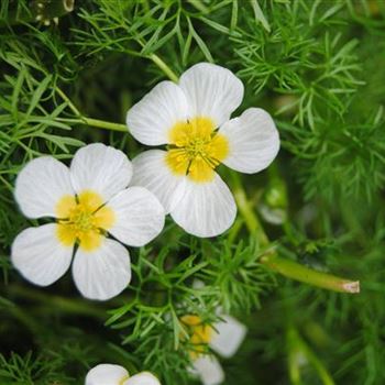 Ranunculus aquatilis