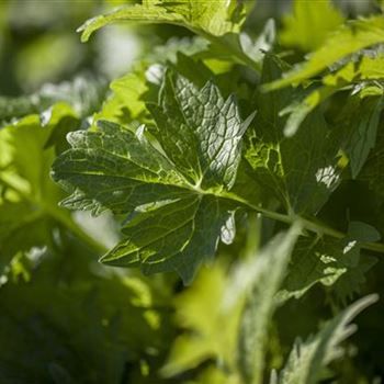 Valeriana officinalis