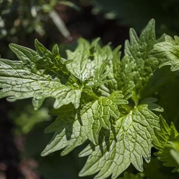 Valeriana officinalis