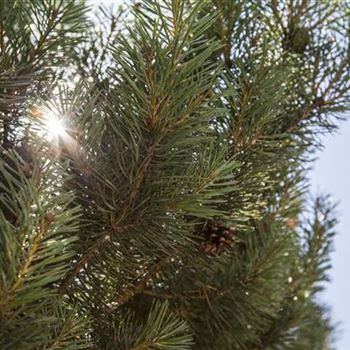 Pinus sylvestris 'Norske Typ'