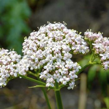 Valeriana officinalis