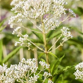 Eupatorium fistulosum 'Album'