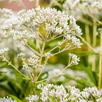 Eupatorium fistulosum 'Album'