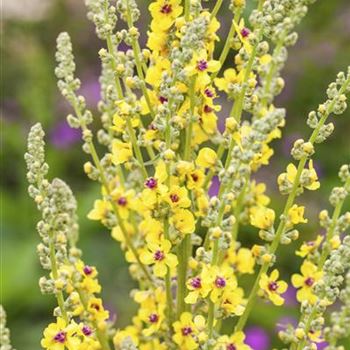 Verbascum nigrum