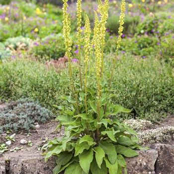 Verbascum nigrum