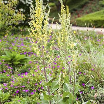 Verbascum nigrum