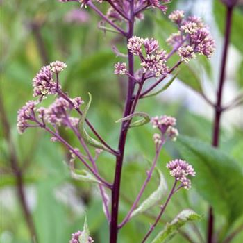 Rodgersia pinnata