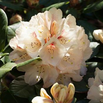 Rhododendron 'Goldbukett'