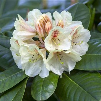 Rhododendron 'Goldbukett'