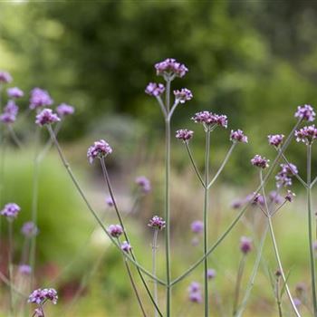 Verbena bonariensis