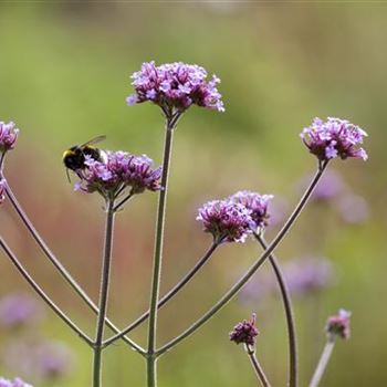 Verbena bonariensis