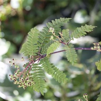 Sorbus koehneana