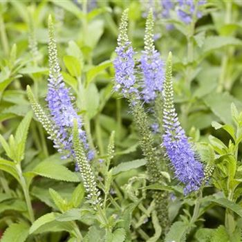 Veronica longifolia 'Blauriesin'