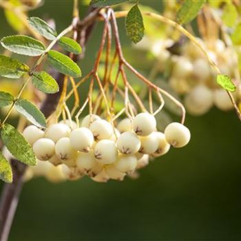 Sorbus koehneana