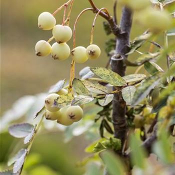 Sorbus koehneana