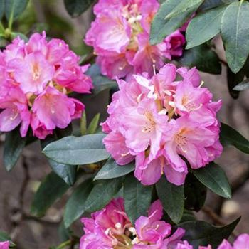 Rhododendron 'Henri Nannen'