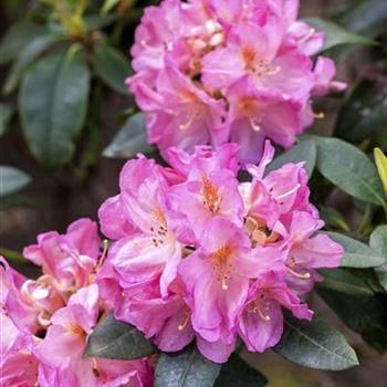 Rhododendron 'Henri Nannen'