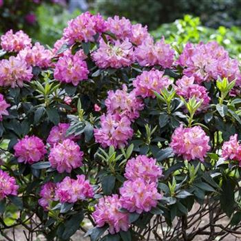 Rhododendron 'Henri Nannen'