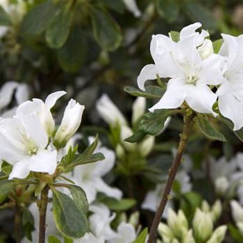 Rhododendron obtusum