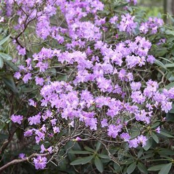 Rhododendron