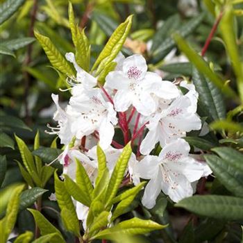 Rhododendron, weiß