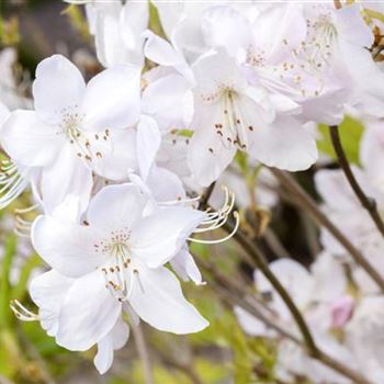 Rhododendron