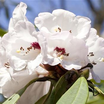 Rhododendron