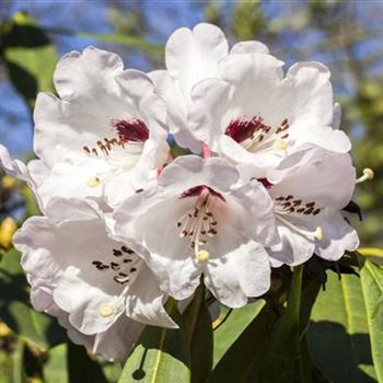 Rhododendron