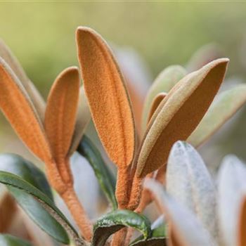 Rhododendron bureavii 'Hydon Velvet'