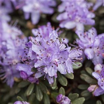 Rhododendron impeditum