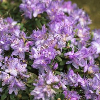 Rhododendron impeditum