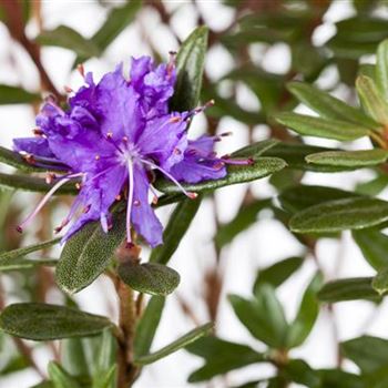 Rhododendron impeditum 'Azurika'