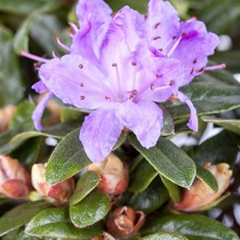 Rhododendron impeditum 'Moerheim'