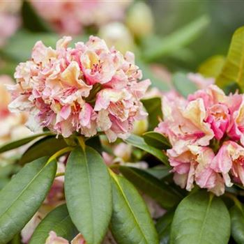 Rhododendron 'Brasilia'