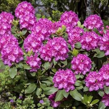 Rhododendron 'Claudine'