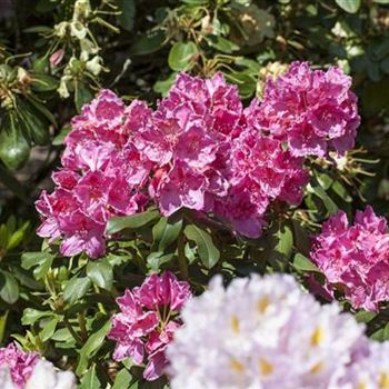 Rhododendron 'Claudine'