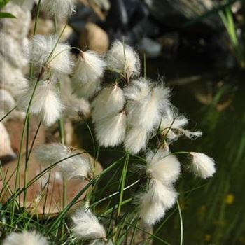 Eriophorum angustifolium