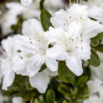 Rhododendron obtusum 'Diamant Weiß'®