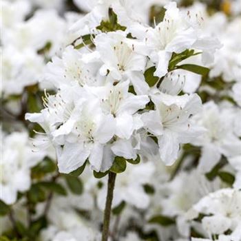 Rhododendron obtusum 'Diamant Weiß'®