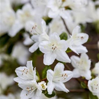 Rhododendron obtusum 'Diamant Weiß'®