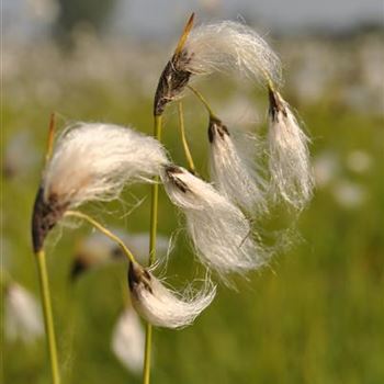 Eriophorum vaginatum