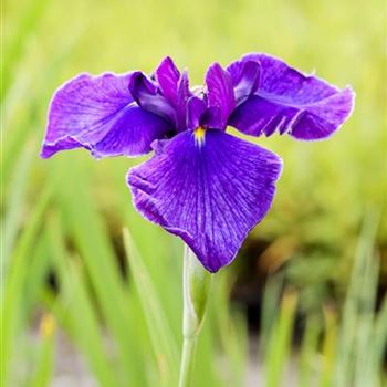 Iris laevigata