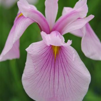 Iris laevigata 'Rose Queen'