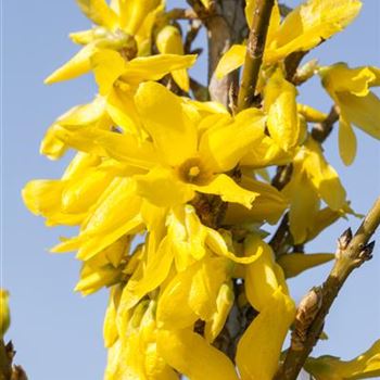 Forsythia x intermedia 'Week End'®