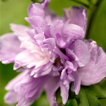 Hibiscus syriacus 'Ardens'