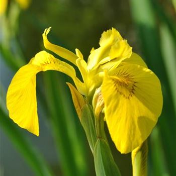 Iris pseudacorus